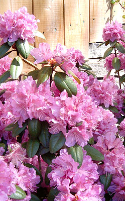 Rhodo