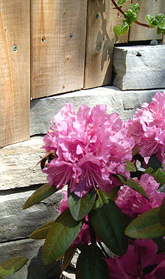 Rhodo