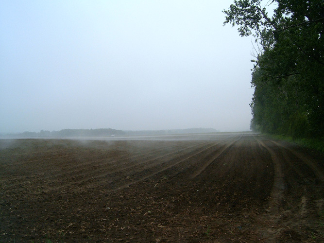 Norfolk Mist