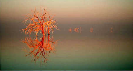 Water Tree