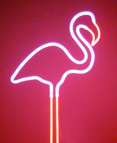 Flamingo