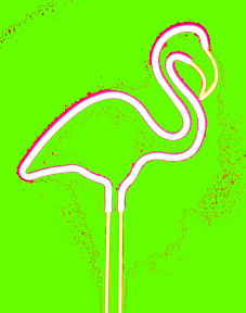 Flamingo